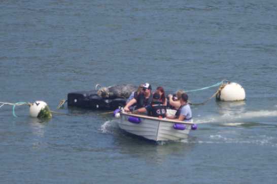 29 May 2021 - 13-36-42 (1)
They show an instinctive behaviour that most of us posess. The want to get close to a wild animal. This is shot on a very long lens and so the distance between Windo the seal and the boat has been foreshortened.
--------------------
Windo seal gets some close attention
